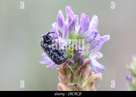 Scarabeo rosa bianco che si nutre di un fiore viola Foto Stock