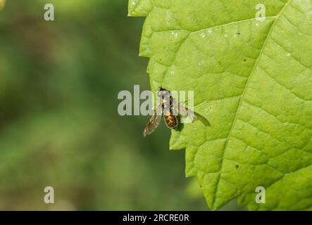 Risting Broad Centurion/Green Soldier Fly (Chloromyia formosa) Foto Stock