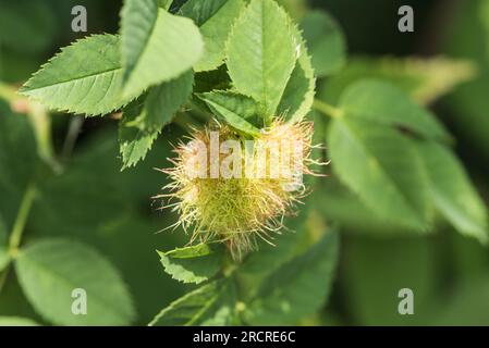 Robins Pincushion/ Bedegaur Gall (causata dalla vespa Diplolepis rosae) su una Rosa cane Foto Stock