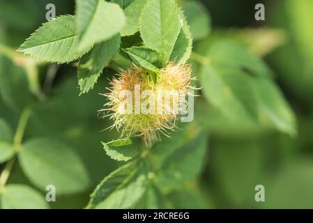 Robins Pincushion/ Bedegaur Gall (causata dalla vespa Diplolepis rosae) su una Rosa cane Foto Stock