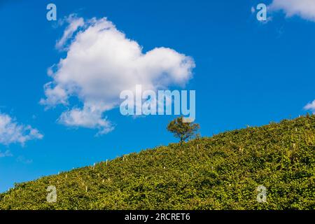 Italia Veneto Follo - colline del Prosecco Foto Stock