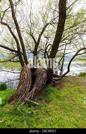 Italia Veneto Laghi di Revine - percorso natura Foto Stock