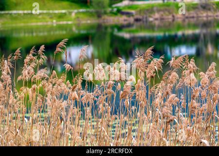 Italia Veneto Laghi di Revine - percorso natura Foto Stock