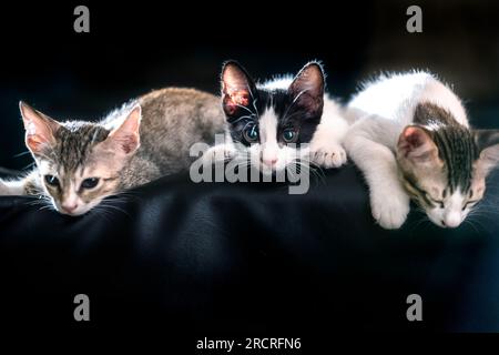 I gatti non sono solo adorabili e coccolati, ma anche animali intelligenti e complessi che si sono evoluti nel corso di migliaia di anni. Foto Stock