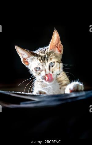 I gatti non sono solo adorabili e coccolati, ma anche animali intelligenti e complessi che si sono evoluti nel corso di migliaia di anni. Foto Stock