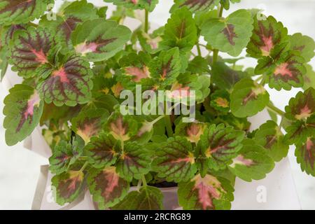 Primo piano foglie di cultivar della pianta Coleus scutellarioides Foto Stock