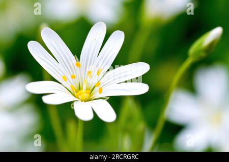 stellaria holostea, primo piano di un singolo fiore bianco isolato da uno sfondo di molti altri. Foto Stock