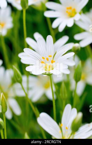 stellaria holostea (stellaria holostea), primo piano focalizzato su un singolo fiore bianco della pianta comune boschiva che cresce tra molti altri. Foto Stock