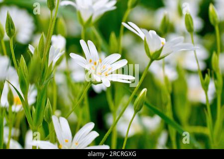 stellaria holostea (stellaria holostea), primo piano focalizzato su un singolo fiore bianco della pianta comune boschiva che cresce tra molti altri. Foto Stock