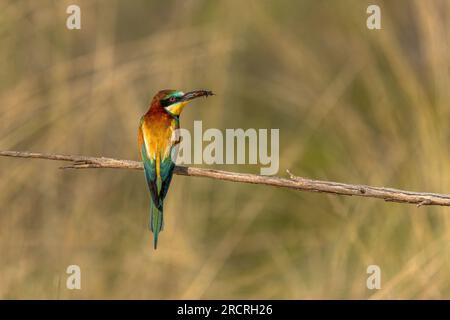 Il mangiatore di api sul suo poch. Uccelli colorati. Foto Stock