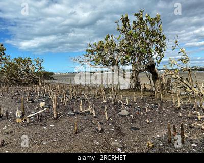 Verdi giovani alberi di mangrovie e pnematofore - radici che crescono dal basso verso l'alto per lo scambio di gas. Piantando mangrovie in corsia costiera del mare, Nuova Zelanda. Foto Stock