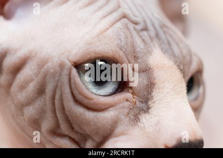 Primo piano degli occhi macro di un gattino canadese Sphynx di tre mesi Foto Stock