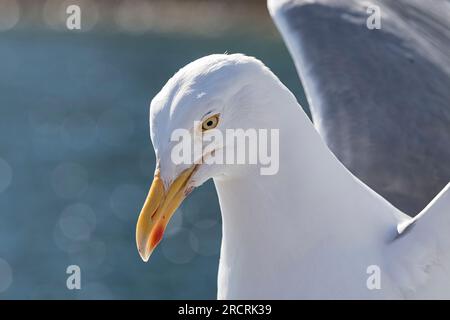 Primo piano della testa di un grande gabbiano, gabbiano europeo dell'aringa (Larus argentatus), che guarda diagonalmente in basso. Raftsund, Nordland, Norvegia settentrionale Foto Stock