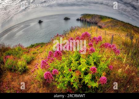 GB - DEVON: Vista da Berry Head vicino a Brixham con fiori di Valeriana rossi selvatici in fiore Foto Stock