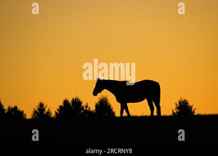 Un cavallo solitario si staglia all'alba mentre pascola in un prato e in un campo di un ranch di cavalli nella regione Blue Grass del Kentucky Foto Stock