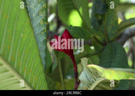 Un fiore di Frangipani rosso scuro fiorito (fiore del Tempio) con le foglie circostanti Foto Stock