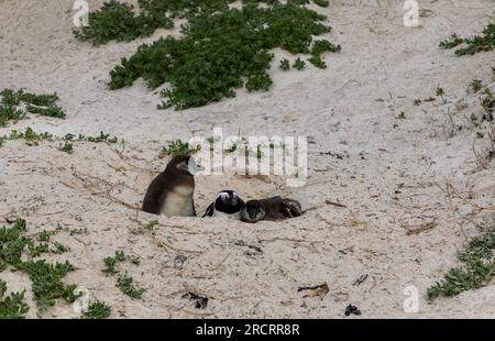 Piccoli pinguini africani nel loro nido su una spiaggia con la loro madre a guardia di loro. Foto Stock