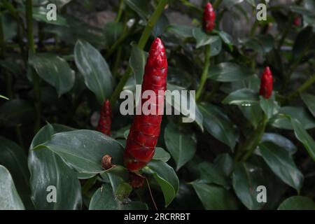 Vista ravvicinata di un fiore di zenzero con bottone rosso (Costus Woodsonii) nel giardino Foto Stock