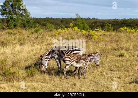 Cape Mountain Zebra adulto e un giovane puledro che pascolano in un campo di erba in una riserva di caccia sudafricana. Foto Stock