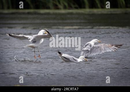 Il gabbiano europeo delle aringhe fa un tuffo nell'atterraggio Foto Stock