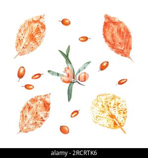 Impronte di foglie autunnali in arancio, spina dorsale isolata su sfondo bianco. Set di foglie asciutte e frutti di bosco freschi maturi. Illustrazione acquerello Foto Stock
