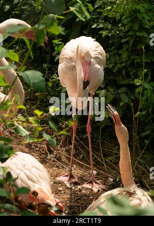 Adulti: Fenicotteri maggiori o Phoenicopterus roseus nello zoo di Danzica, Danzica, Polonia, Europa, UE Foto Stock