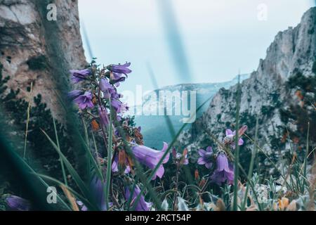 Campane viola o altri fiori sulla montagna. Foto Stock