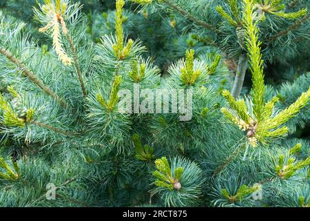 Pino bianco giapponese, Pinus parviflora "Gigante Blu", pino, fogliame, albero Foto Stock