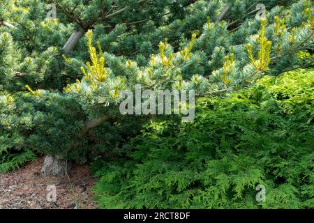 Pino bianco giapponese, albero, Pinus parviflora 'Shikoku' Foto Stock
