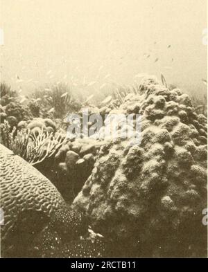 "L'ecologia delle barriere coralline profonde e poco profonde: Risultati di un workshop sull'ecologia della barriera corallina tenuto dall'American Society of zoologists, Philadelphia, Pennsylvania, dicembre 1983" (1983) Foto Stock