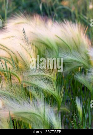 Orzo verde nella prateria del Colorado al tramonto. Hordeum jubatum Foto Stock