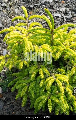 Abete rosso orientale, Picea orientalis "Aurea dura", giallo dorato, abete rosso, Foliage, small, Nano, Picea, albero in giardino Foto Stock