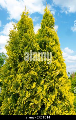 White Cedar, Thuja occidentalis "Jantar New" Foto Stock