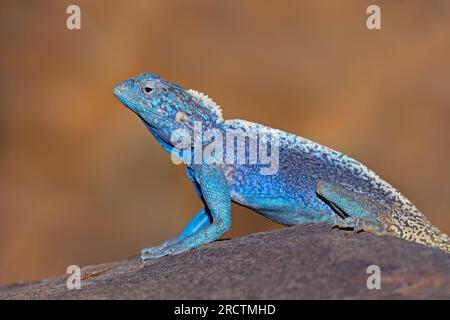 Maschio di southern rock AGAMA SA (AGAMA SA atra) in luminosi colori di allevamento, Namibia Foto Stock