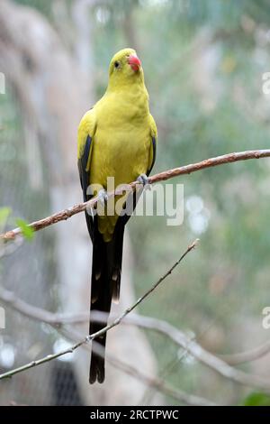 Il maschio Parrot Regent ha un aspetto generale giallo con la coda e i bordi esterni delle ali che sono blu scuro-nero. Ha patche di spalla gialla Foto Stock