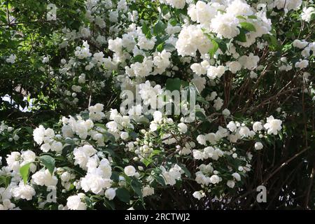 Giardinaggio nel villaggio di Fiskars, fondato nel XVII secolo, nell'Uusimaa occidentale, nella Finlandia meridionale Foto Stock