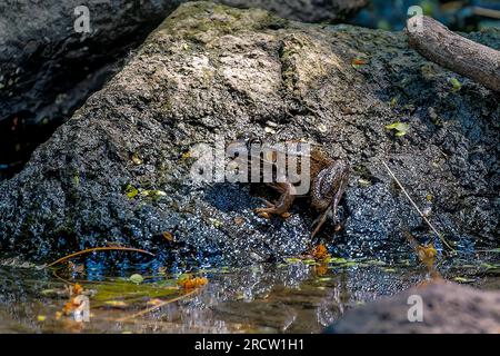 Rana ranide adulta da marrone a bronzo (probabilmente una rana bronzo o una rana verde, Lithobates clamitans) appollaiata su una roccia bagnata e muschiosa vicino all'acqua Foto Stock
