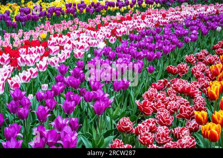 arcobaleno di tulipani ai Giardini Keukenhof Foto Stock