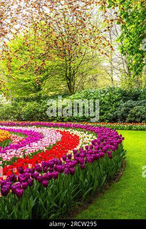 Banda rotonda di colori tulipani ai Giardini Keukenhof Foto Stock