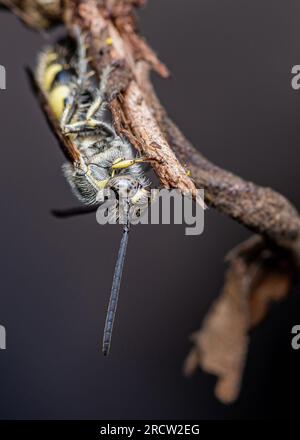 Vespa di Scoliidae, vespa di fiori pelosi gialla che poggia sul ramo, insetto da vicino in natura, fico selettive. Foto Stock