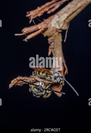 Vespa di Scoliidae, vespa di fiori pelosi gialla che poggia sul ramo, insetto da vicino in natura, fico selettive. Foto Stock