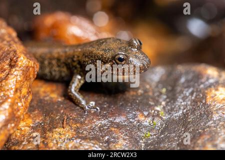 Salamandra pancetta nera o Salamandra panciuta nera (Desmognathus quadramaculatus) - Headwaters State Forest, vicino a Brevard, North Carolina, USA Foto Stock