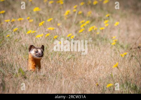 La donnola dalla coda lunga dall'aspetto carino (Neogale frenata) è in realtà un feroce predatore. Qui cerca una preda probabile nel nord della California. Foto Stock