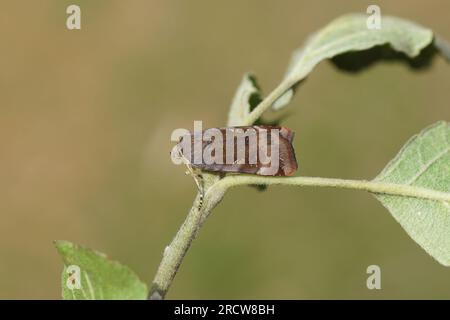 Inferiore giallo con bordo largo (Noctua janthe) o inferiore giallo di Langmaid (Noctua janthina). Tribù Noctuini. Sottofamiglia Noctuinae. Foto Stock