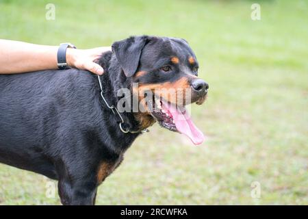Mano che tocca il rottweiler cane. Vista ravvicinata. Copia spazio. Foto Stock