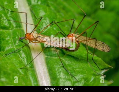 immagine macro che mostra due mosche della gru di accoppiamento su una foglia verde Foto Stock