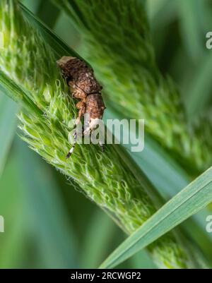 Macro shot con angolo basso che mostra un uccello che fa cadere weevil su un orecchio verde Foto Stock