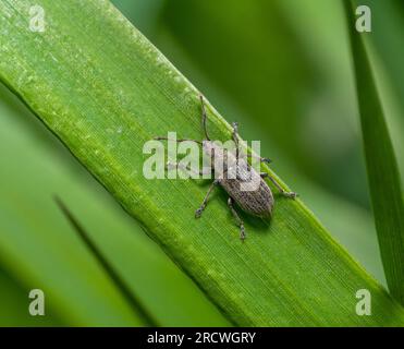 Foglie comuni weevil su foglie di erba verde Foto Stock