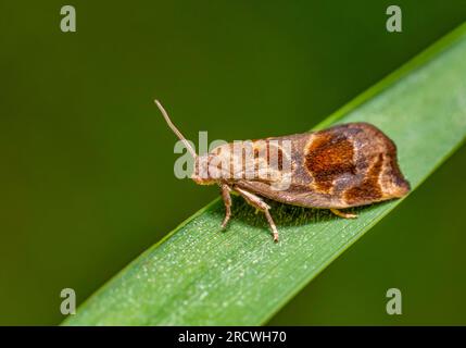 Variegata falena di tortrix dorata su foglie di erba verde Foto Stock