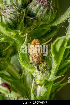 Il caristle canadese weevil su una pianta di cardo con gemme Foto Stock